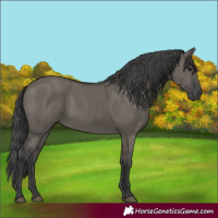 Horse Color:Grullo 