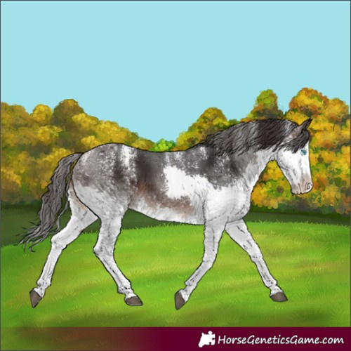 Horse Color:Powder White Brown Splash 