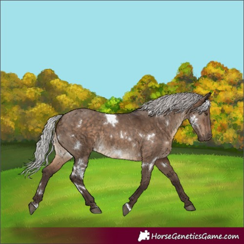 Horse Color:White Spotted Silver Brown Dun