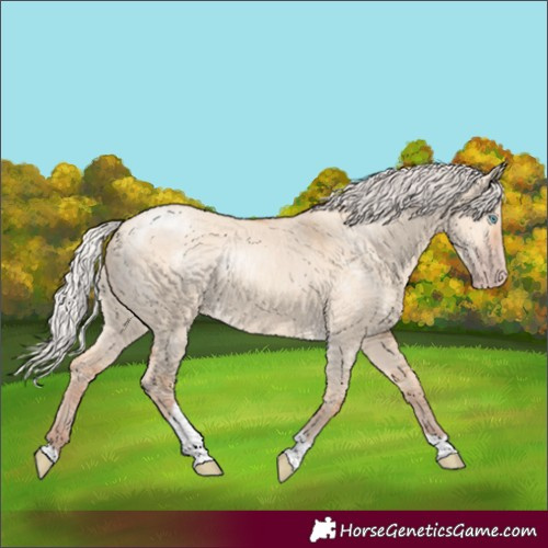 Horse Color:Silver Amber Champagne Dun Tobiano Rabicano