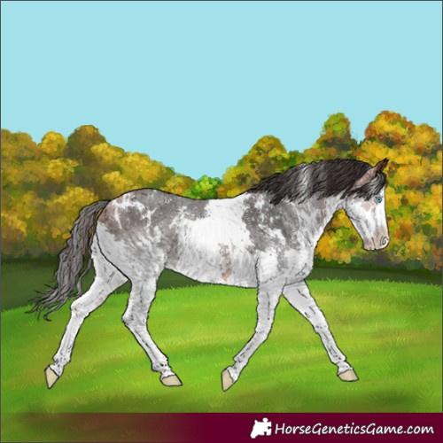 Horse Color:White Spotted Bay Sabino Splash Rabicano