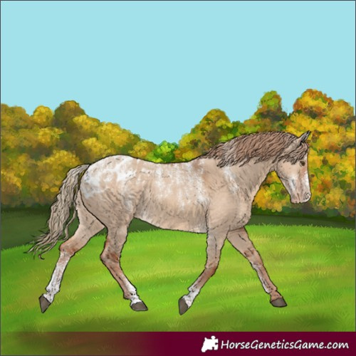 Horse Color:Powder White Red Dun Appaloosa Rabicano