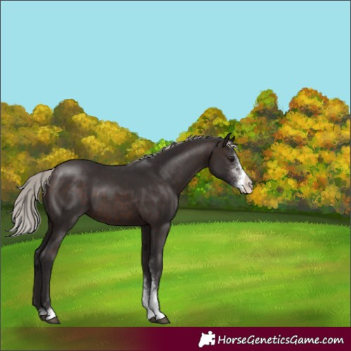 Horse Color:Silver Brown Sabino 