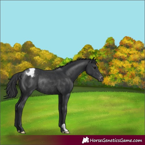 Horse Color:Black Appaloosa Rabicano 