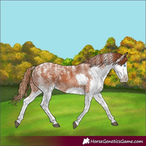 Horse Color:Powder White Chestnut Splash