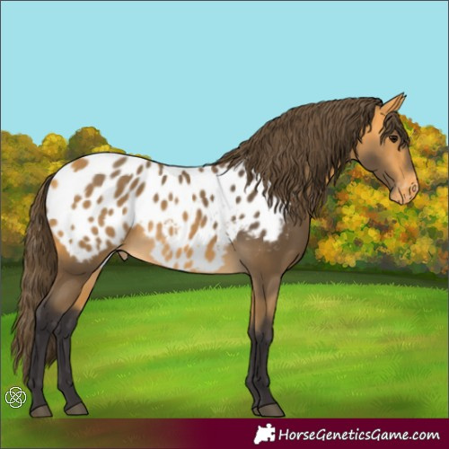 Horse Color:Buckskin Appaloosa