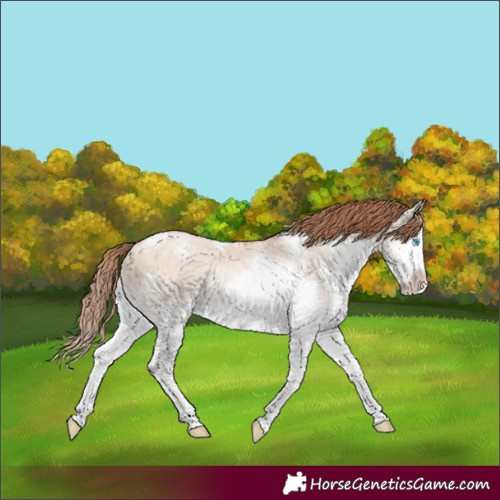 Horse Color:White Spotted Bay Pearl Dun Splash Frame