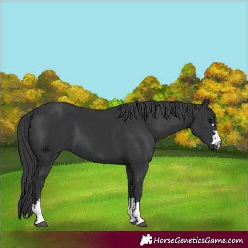 Horse Color:Black 
