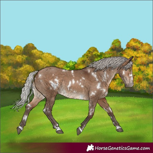Horse Color:White Spotted Silver Brown Dun Rabicano