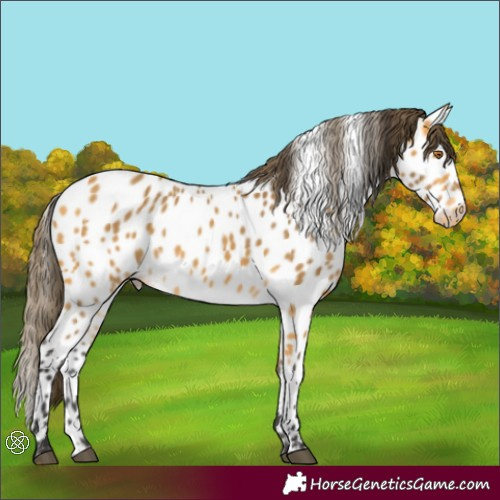 Horse Color:Buckskin Appaloosa