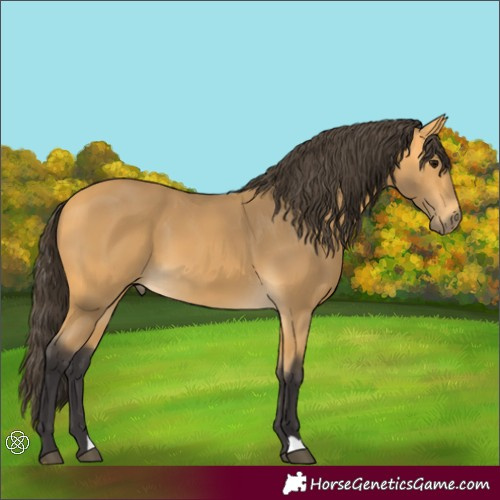 Horse Color:Buckskin
