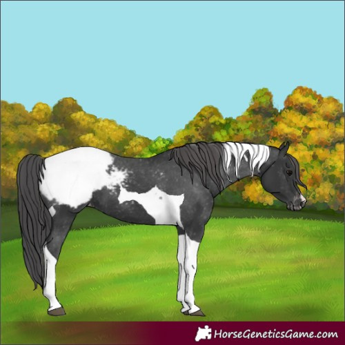 Horse Color:Unknown 