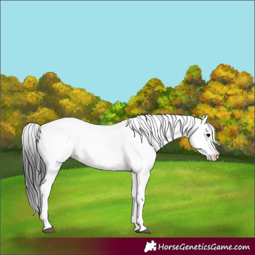 Horse Color:Unknown 