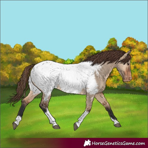 Horse Color:Bay Dun Tobiano Appaloosa Rabicano
