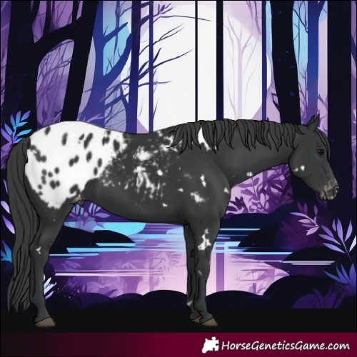 Horse Color:White Spotted Black Blanket 