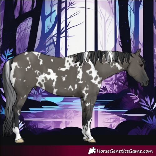 Horse Color:White Spotted Grullo