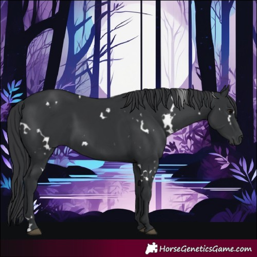 Horse Color:White Spotted Black