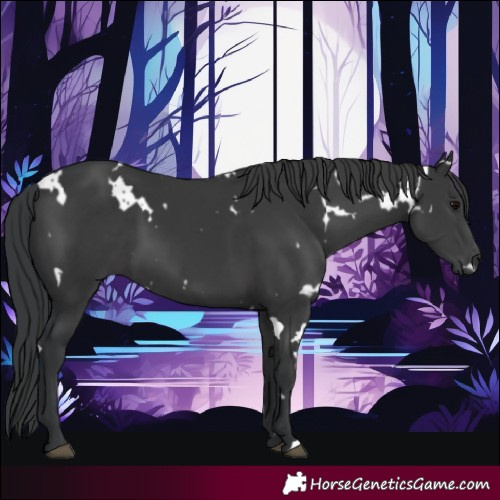 Horse Color:White Spotted Black