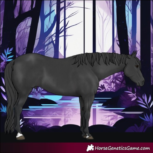 Horse Color:Black 