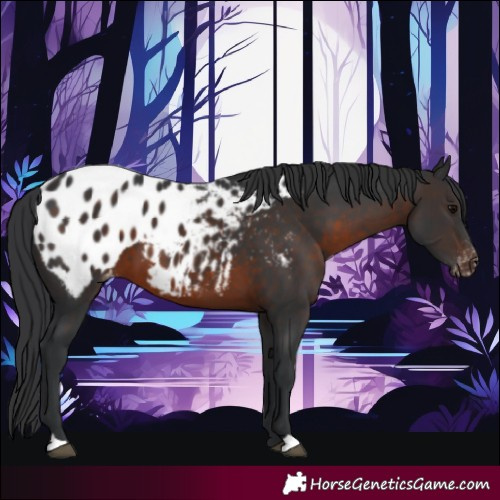 Horse Color:Brown Appaloosa