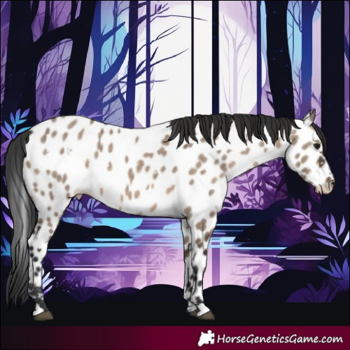 Horse Color:White Spotted Brown Dun Near Leopard 