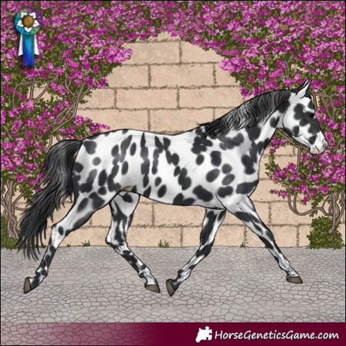 Horse Color:Black Sabino Appaloosa Rabicano