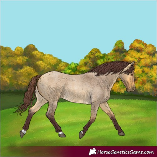 Horse Color:Chocolate Buckskin Roan Dun