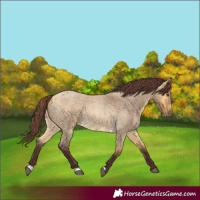 Horse Color:Chocolate Buckskin Roan Dun 