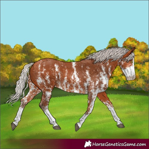 Horse Color:Silver Bay Sabino Rabicano 