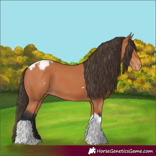 Horse Color:Bay Tobiano Appaloosa