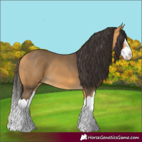 Horse Color:Buckskin Splash 