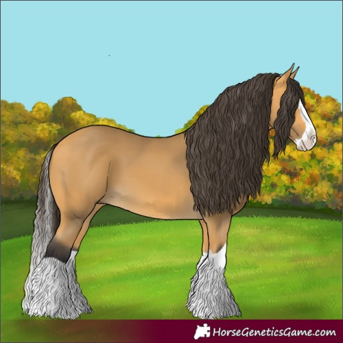 Horse Color:Buckskin Splash 