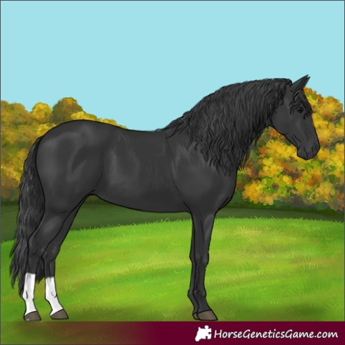 Horse Color:Black 