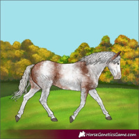 Horse Color:White Spotted Silver Bay Splash 