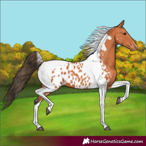 Horse Color:Bay Tobiano Appaloosa