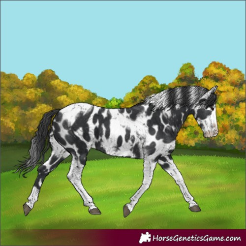 Horse Color:Black Tobiano Frame Appaloosa 