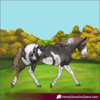 Horse Color:Liver Chestnut Tobiano Frame Appaloosa