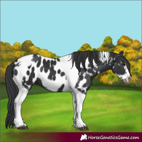 Horse Color:Black Tobiano Frame Appaloosa