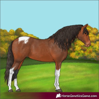Horse Color:Bay Tobiano Appaloosa 