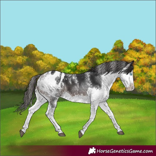 Horse Color:Powder White Brown Splash Appaloosa 