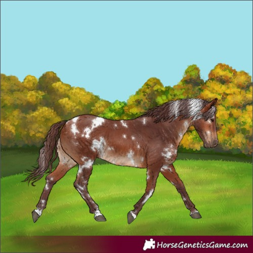 Horse Color:White Spotted Chocolate Bay