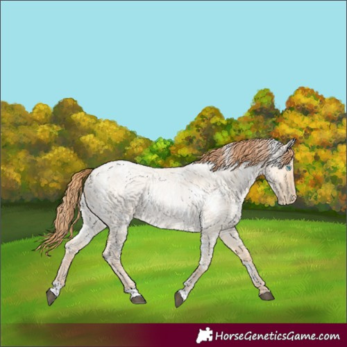 Horse Color:White Spotted Chocolate Buckskin Roan Snowdrop Dun 