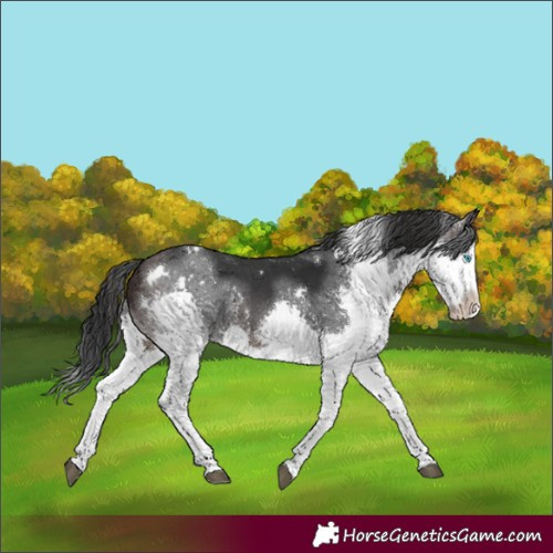 Horse Color:White Spotted Brown Splash