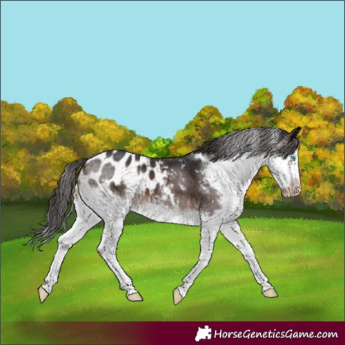 Horse Color:White Spotted Brown Splash Frame Appaloosa