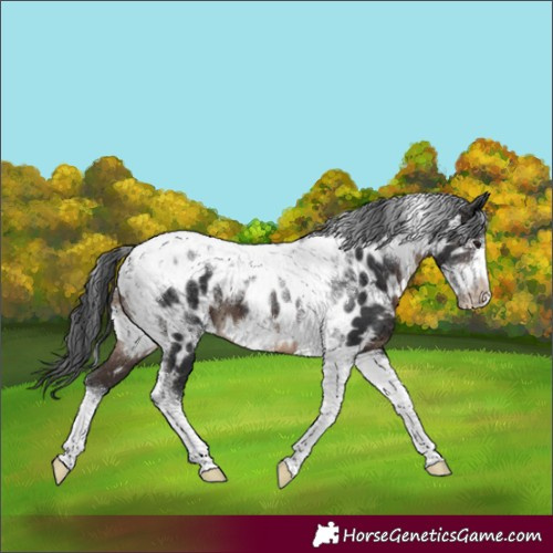 Horse Color:Powder White Brown Tobiano Frame Appaloosa 