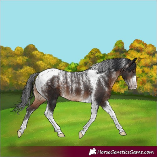 Horse Color:Powder White Brown Tobiano