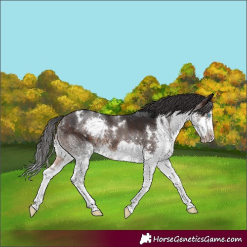 Horse Color:White Spotted Brown Splash Frame 