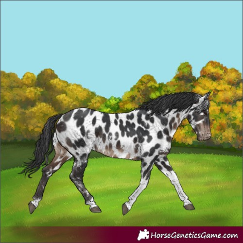 Horse Color:White Spotted Brown Tobiano Appaloosa 
