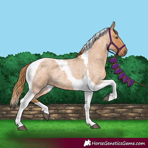 Horse Color:Red Roan Tobiano