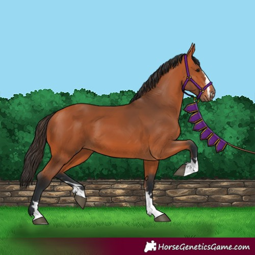 Horse Color:Bay 